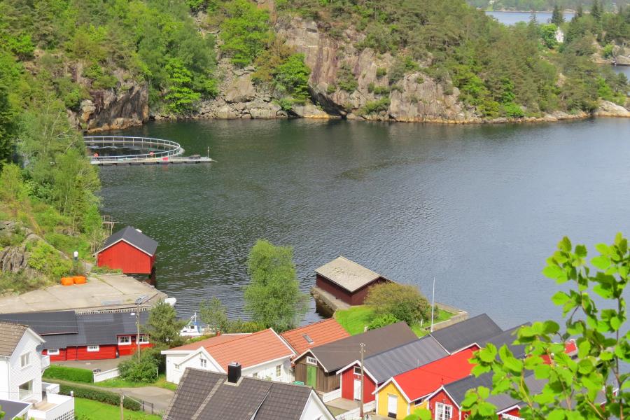 Fjellsa , Blubberblasenbucht