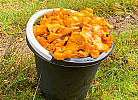 Pilze satt, Pfifferlinge