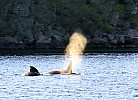 Farsund Nordstranda Hytte 3