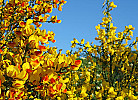 die kleine Blumeninsel
