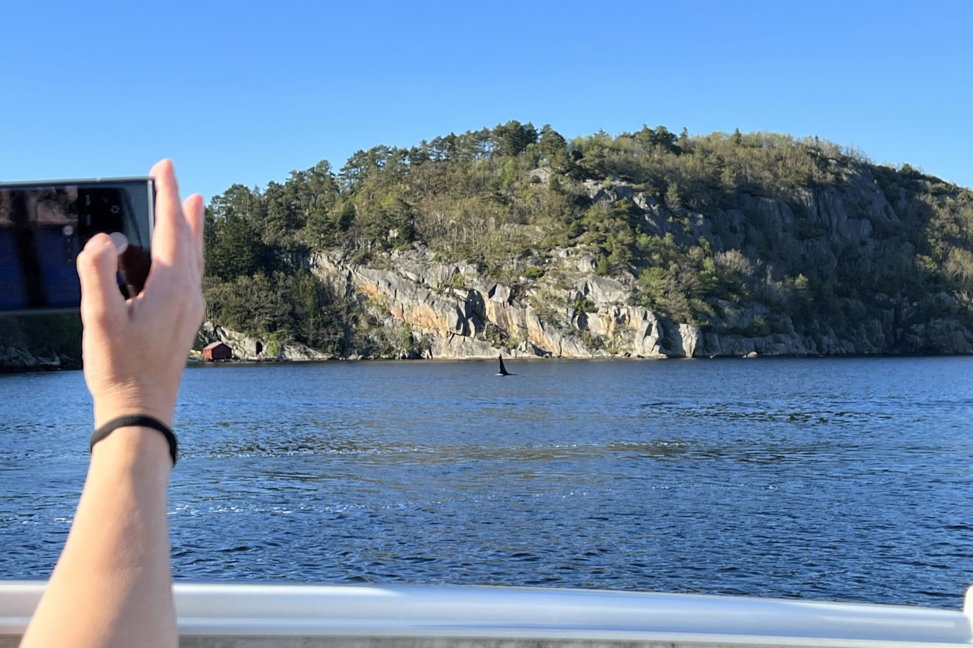 Orkas zu Besuch im Fjord bei farsund