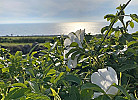 Sommer in Vidvanke