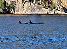 Farsund Nordstranda Lillebua