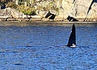 Extraboot Oien 620 Nordstranda